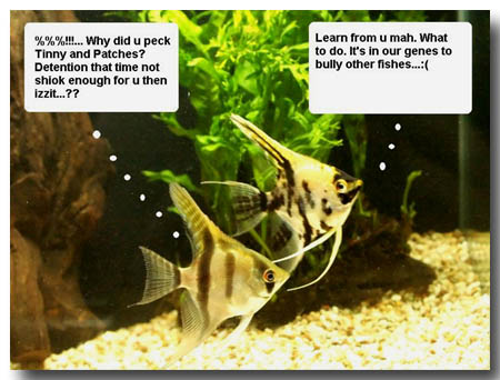 Angels Fishes