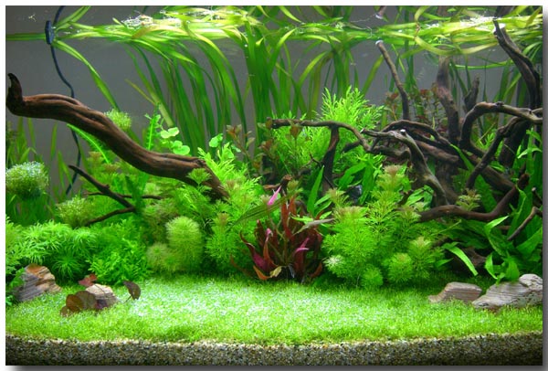 Well Planted Aquarium