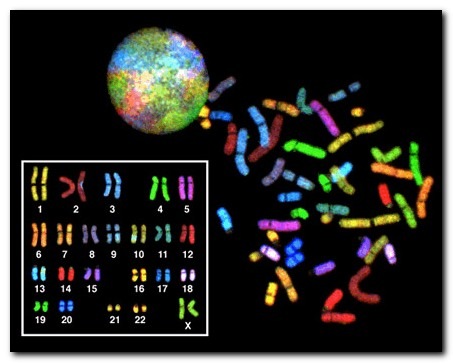 blog-human female karyotype 2