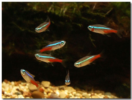 2006-Aquarium-PICT1322-neons-small.JPG