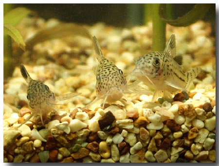 2006-Aquarium-PICT1640-leopard-corys-convention-small.JPG