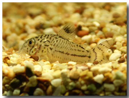2006-Aquarium-PICT1666-leopards-small.jpg