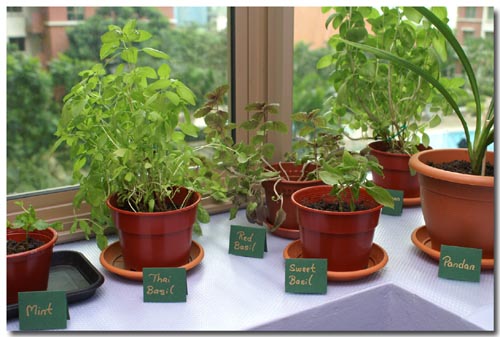 blog-herb-garden-2.JPG