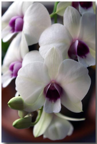 blog-orchids.jpg